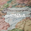 母系单倍群A